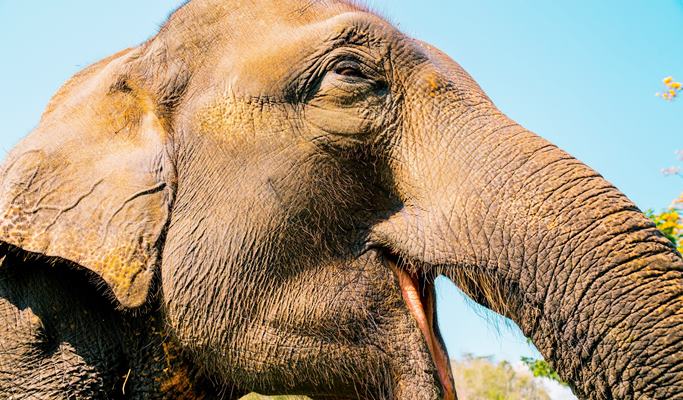 Chiang Mai 1 Day Tuk Tuk Tour (+Thai Lunch/Tuk Tuk Drive & Ride)