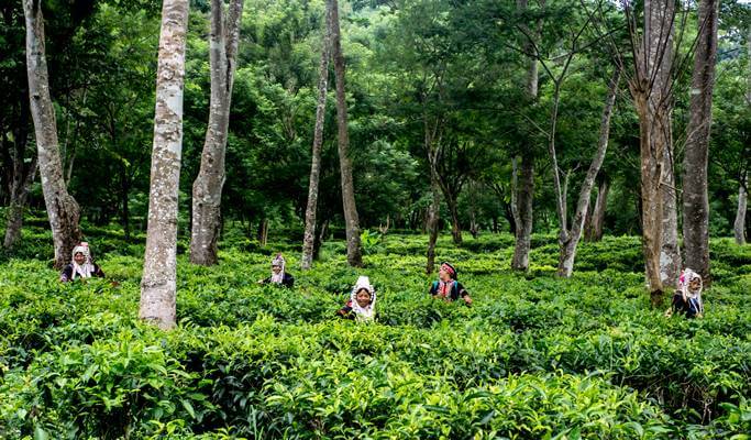 Araksa Tea Garden (Plantation) Tour (+Private transfer option)