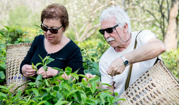 Araksa Tea Garden (Plantation) Tour (+Private transfer option)