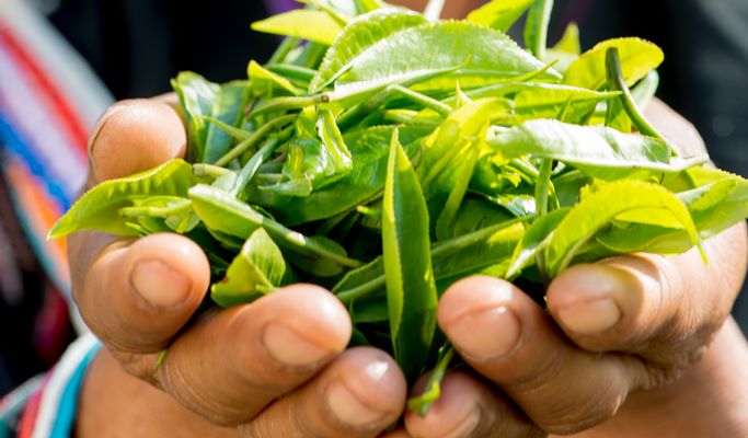 Araksa Tea Garden (Plantation) Tour (+Private transfer option)