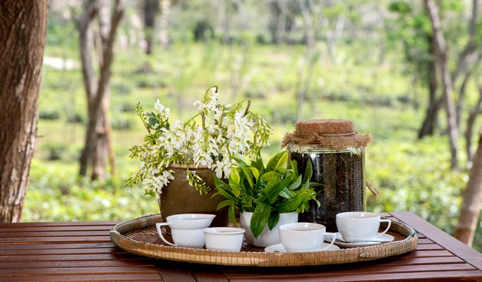Araksa Tea Garden (Plantation) Tour (+Private transfer option)