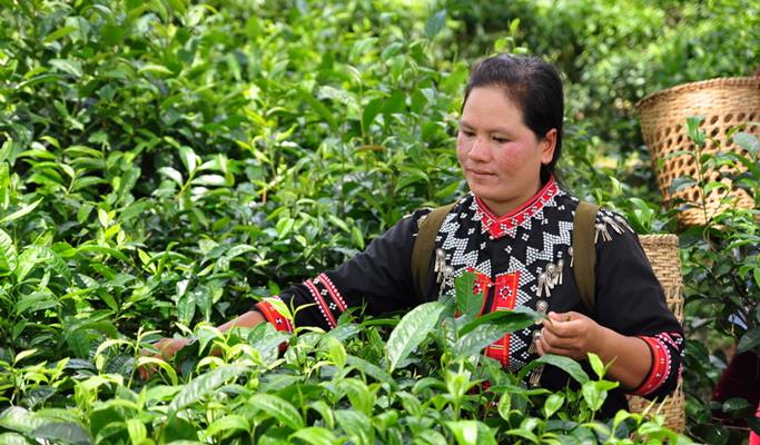 Araksa Tea Garden (Plantation) Tour (+Private transfer option)