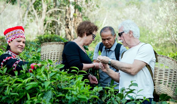 Araksa Tea Garden (Plantation) Tour (+Private transfer option)