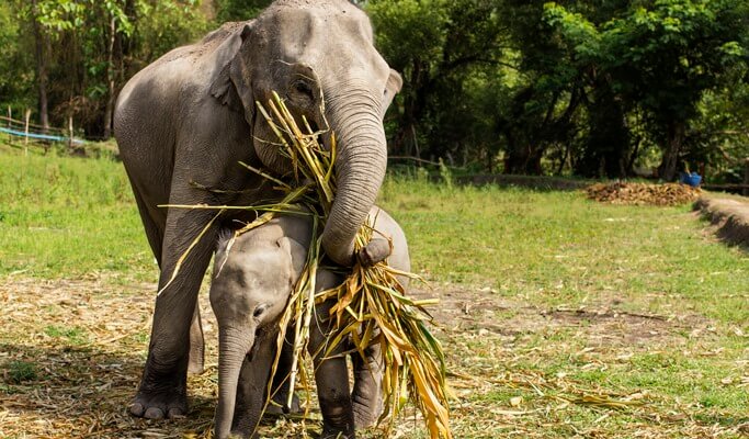 Chiang Mai Elephant Jungle Sanctuary Visit (Half Day / Full Day / Overnight)
