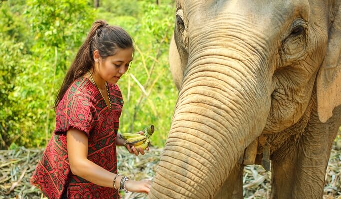 Chiang Mai Elephant Jungle Sanctuary Visit (Half Day / Full Day / Overnight)