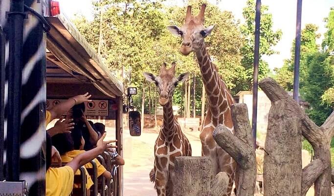 Chiang Mai Night Safari Discount Ticket (+ Transfer option)