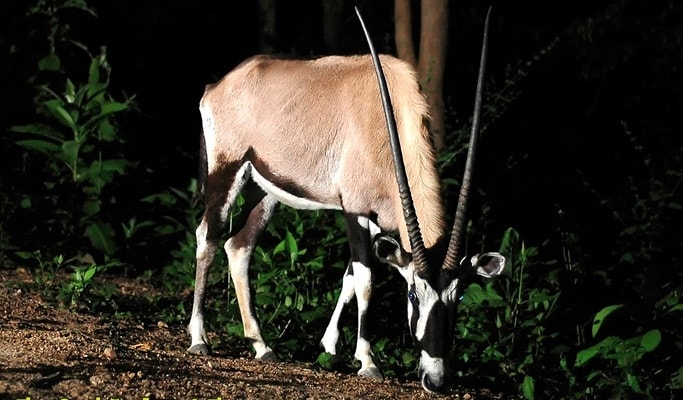 Chiang Mai Night Safari Discount Ticket (+ Transfer option)