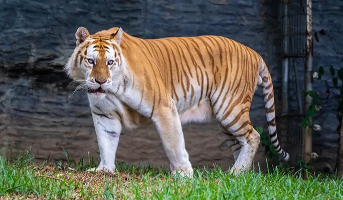Chiang Mai Night Safari Discount Ticket (+ Transfer option)