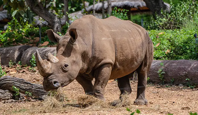 Chiang Mai Night Safari Discount Ticket (+ Transfer option)
