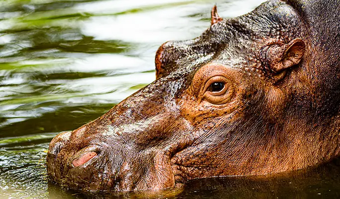 Chiang Mai Night Safari Discount Ticket (+ Transfer option)