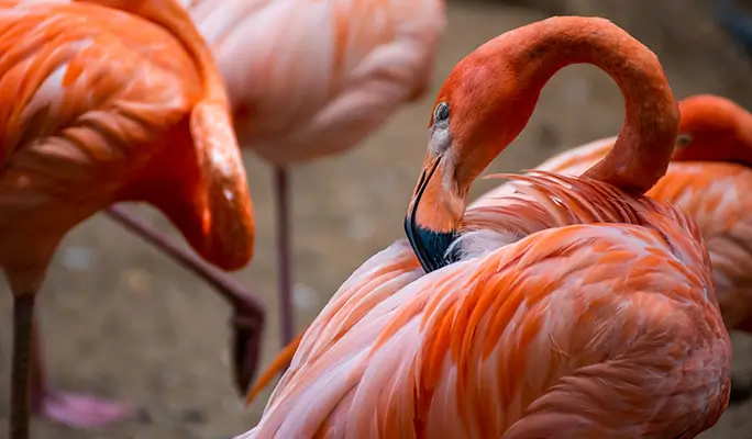 Chiang Mai Night Safari Discount Ticket (+ Transfer option)