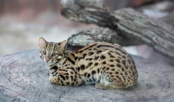 Chiang Mai Night Safari Discount Ticket (+ Transfer option)