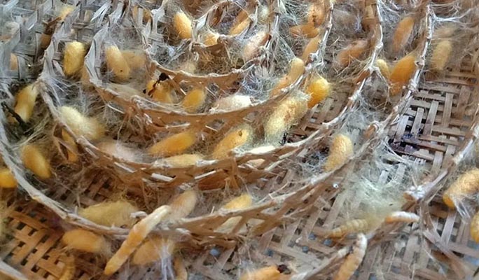 チェンマイで伝統的なタイのシルク織り体験（＋昼食）（＋ホテル送迎）
