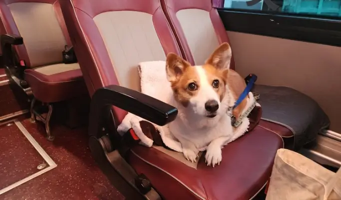 Travel With Your Pet to Chuncheon from Seoul (+ Dog-Friendly Canoe & Woodworking Experience) (Sept~Oct)