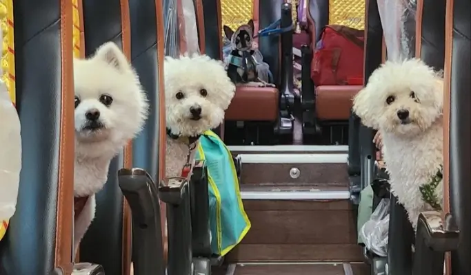 Travel With Your Pet to Chuncheon from Seoul (+ Dog-Friendly Canoe & Woodworking Experience) (Sept~Oct)
