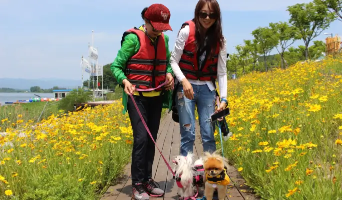 Travel With Your Pet to Chuncheon from Seoul (+ Dog-Friendly Canoe & Woodworking Experience) (Sept~Oct)