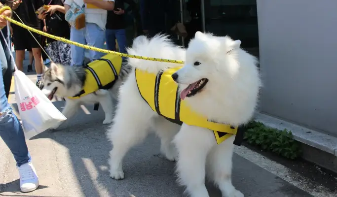 Travel With Your Pet to Chuncheon from Seoul (+ Dog-Friendly Canoe & Woodworking Experience) (Sept~Oct)