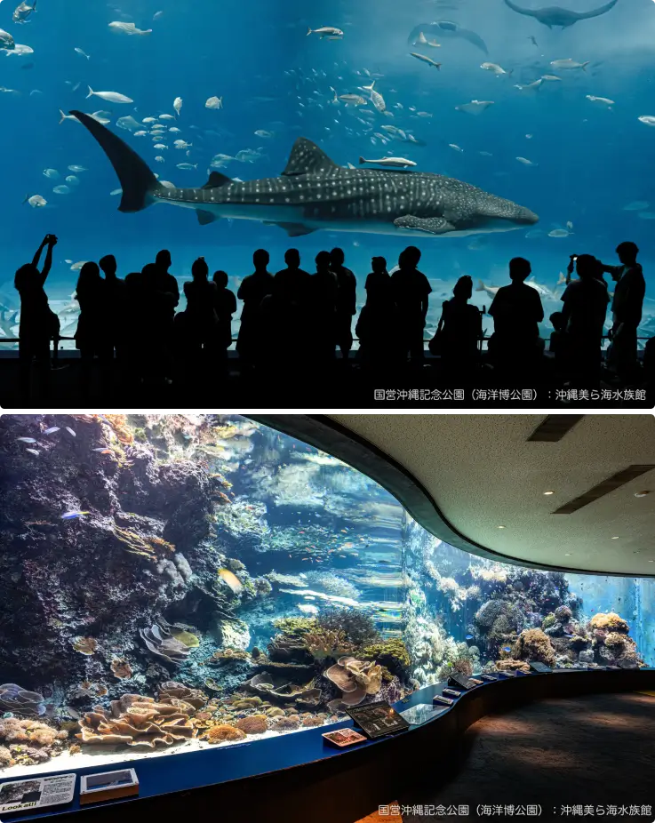 Shark tank at Okinawa Churaumi Aquarium.
