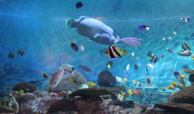 COEX水族馆优惠票