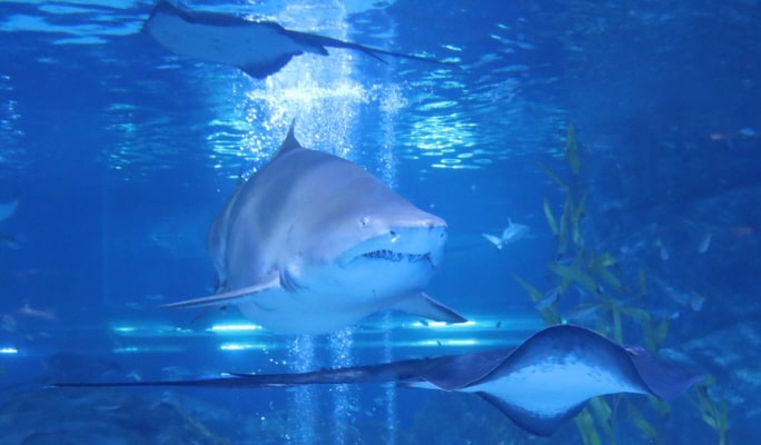 COEX水族馆优惠票