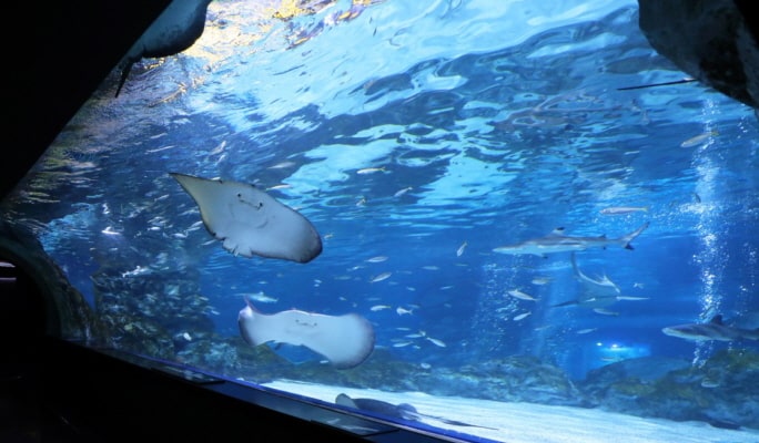 COEX水族馆优惠票