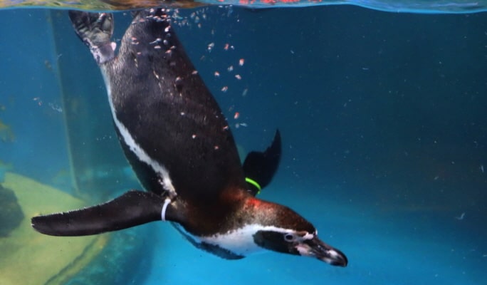 COEX水族馆优惠票