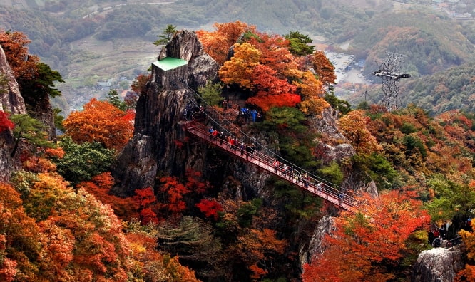 [Autumn Foliage] Private Tour to Nami Island, Suwon, Seoraksan, Naejangsan or Daedunsan National Park - from Seoul (Oct 15~Nov 21)