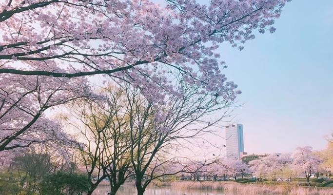 Spring Special: Daegu E-World Cherry Blossom Tour - from Busan (Mar 25~Apr 7)