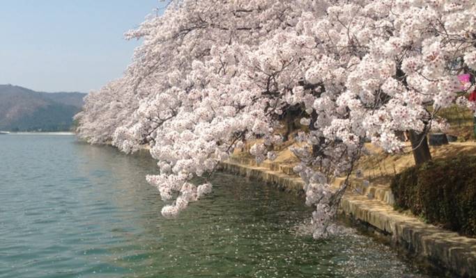 Spring Special: Daegu E-World Cherry Blossom Tour - from Busan (Mar 25~Apr 7)