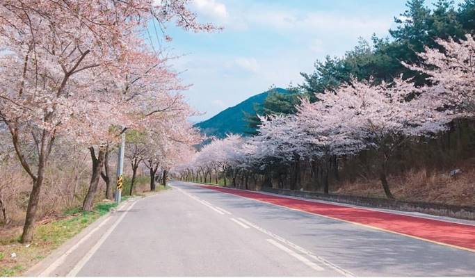 Spring Special: Daegu E-World Cherry Blossom Tour - from Busan (Mar 25~Apr 7)