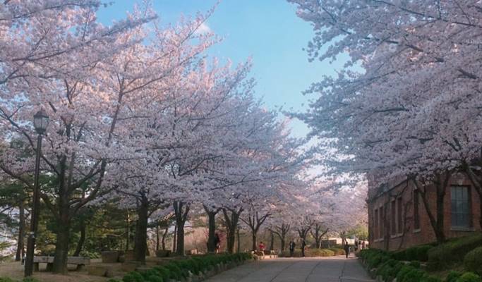Spring Special: Daegu E-World Cherry Blossom Tour - from Busan (Mar 25~Apr 7)