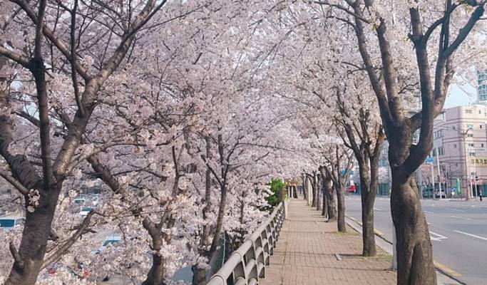 Daegu E-world Cherry Blossom Tour - From Busan 2020 (mar 31~apr 11 