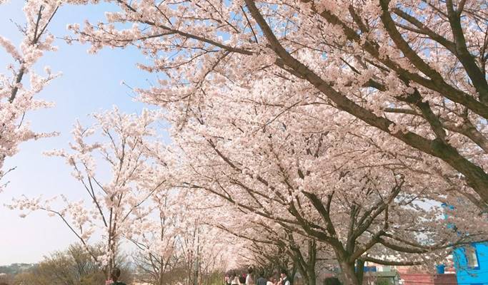 Spring Special: Daegu E-World Cherry Blossom Tour - from Busan (Mar 25~Apr 7)