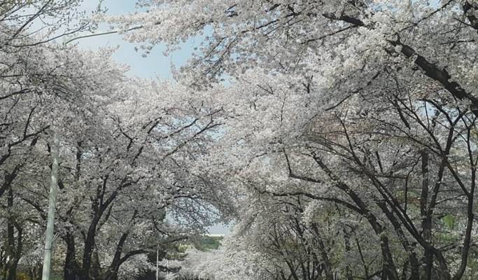 Spring Special: Daegu E-World Cherry Blossom Tour - from Busan (Mar 25~Apr 7)