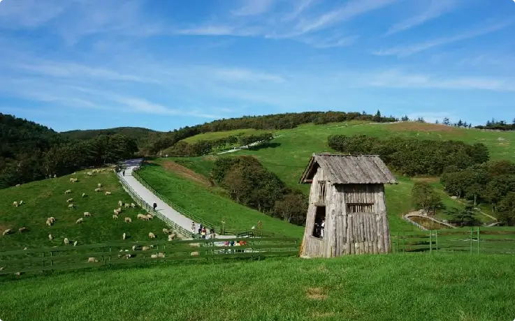 Daegwallyeong Sheep Farm with sheep grazing on green pasture under blue sky