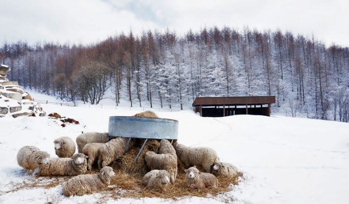 Pyeongchang / Gangneung / Hwacheon Sancheoneo Ice Festival 1 Day Private Tour from Seoul