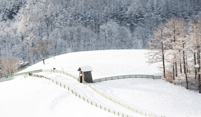Private Tour from Yongpyong/Alpensia Ski Resort (Half Day/Full Day): Seoraksan/ Pyeongchang Trout Festival/ Gangneung City & more