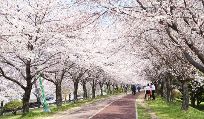 Spring Special: Busan Cherry Blossom & Canola Flower 1 Day Private Tour - from Busan (Mar 21~Apr 13)