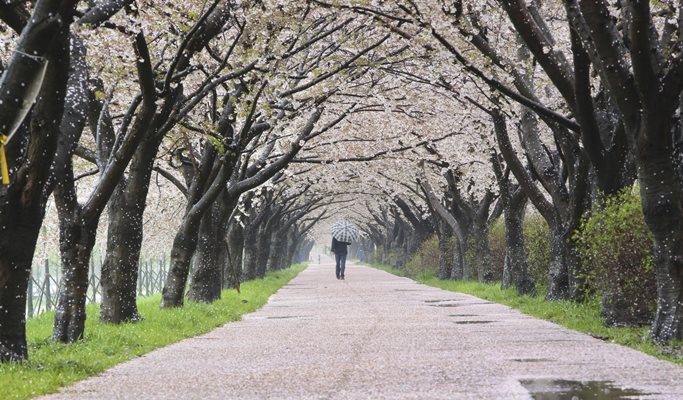 Spring Special: Busan Cherry Blossom & Canola Flower 1 Day Private Tour - from Busan (Mar 21~Apr 13)