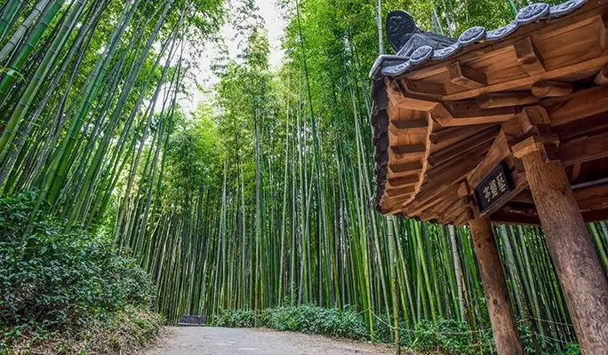 [Autumn Foliage] Damyang Juknokwon Bamboo Forest and Metasequoia Road 1 Day Tour - from Busan