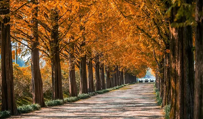 [Autumn Foliage] Damyang Juknokwon Bamboo Forest and Metasequoia Road 1 Day Tour - from Busan