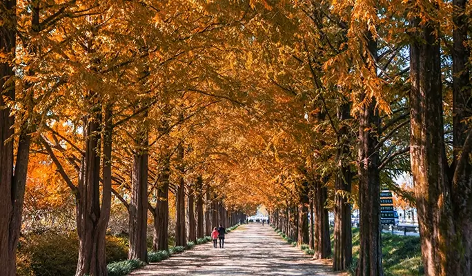 [Autumn Foliage] Damyang Juknokwon Bamboo Forest and Metasequoia Road 1 Day Tour - from Busan
