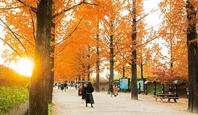 [Autumn Foliage] Damyang Juknokwon Bamboo Forest and Metasequoia Road 1 Day Tour - from Busan