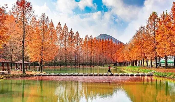 [Autumn Foliage] Damyang Juknokwon Bamboo Forest and Metasequoia Road 1 Day Tour - from Busan