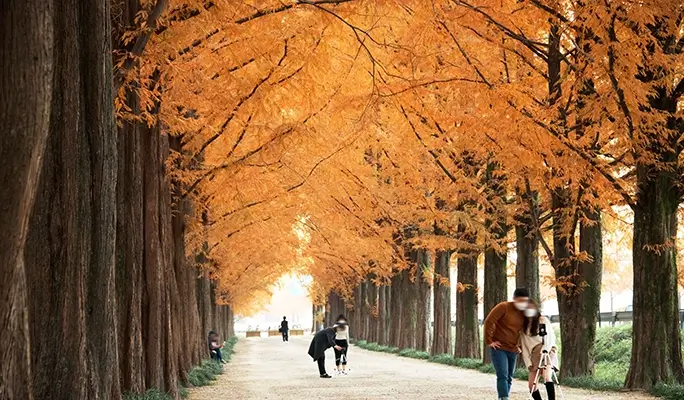 [Autumn Foliage] Damyang Juknokwon Bamboo Forest and Metasequoia Road 1 Day Tour - from Busan