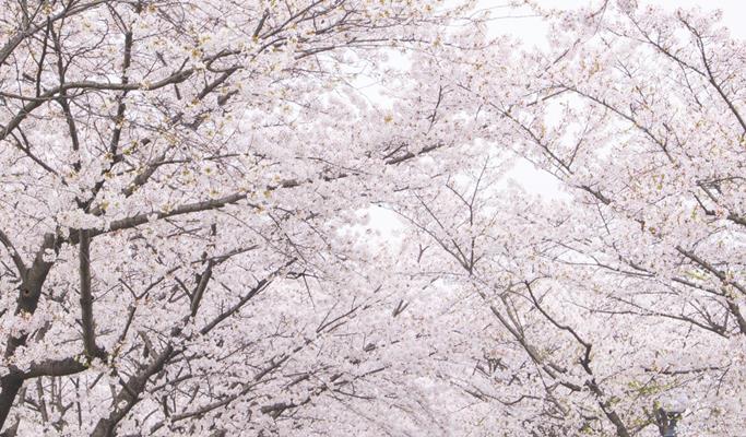 Spring Special: Danyang Sogeumjeong Park + Dodamsambong Peaks + Mancheonha Skywalk Cherry Blossom 1 Day Tour (+ Alpine Coaster/Zip Line options) - from Seoul (Apr 1~30)