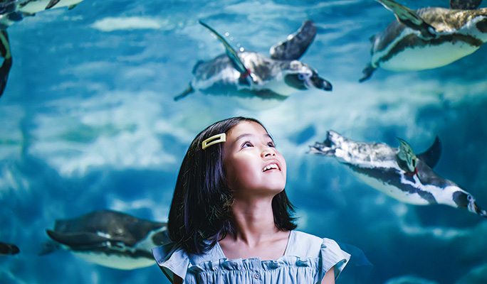 DMM Kariyushi Aquarium Discount Ticket in Okinawa