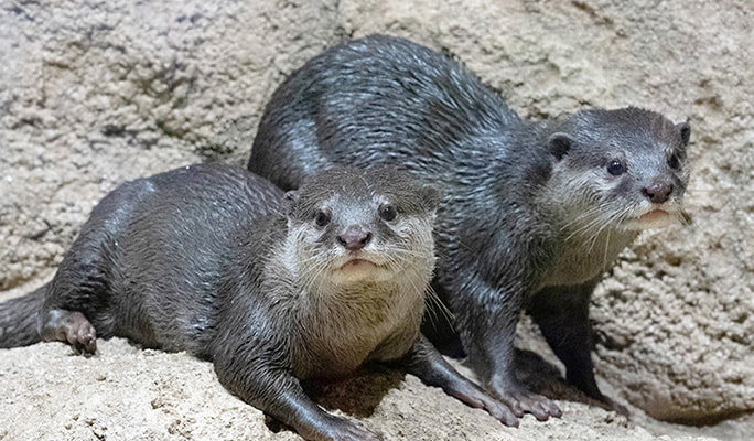 DMM Kariyushi Aquarium Discount Ticket in Okinawa