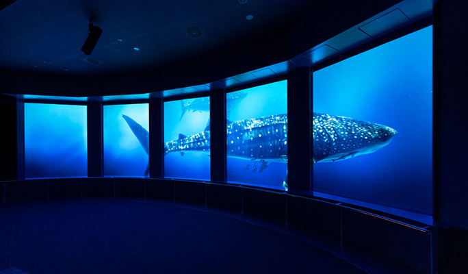 DMM Kariyushi Aquarium Discount Ticket in Okinawa