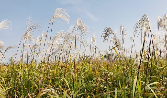 DMZ & Haneul Park Silver Grass Festival 1 Day Tour (Oct 15~20)